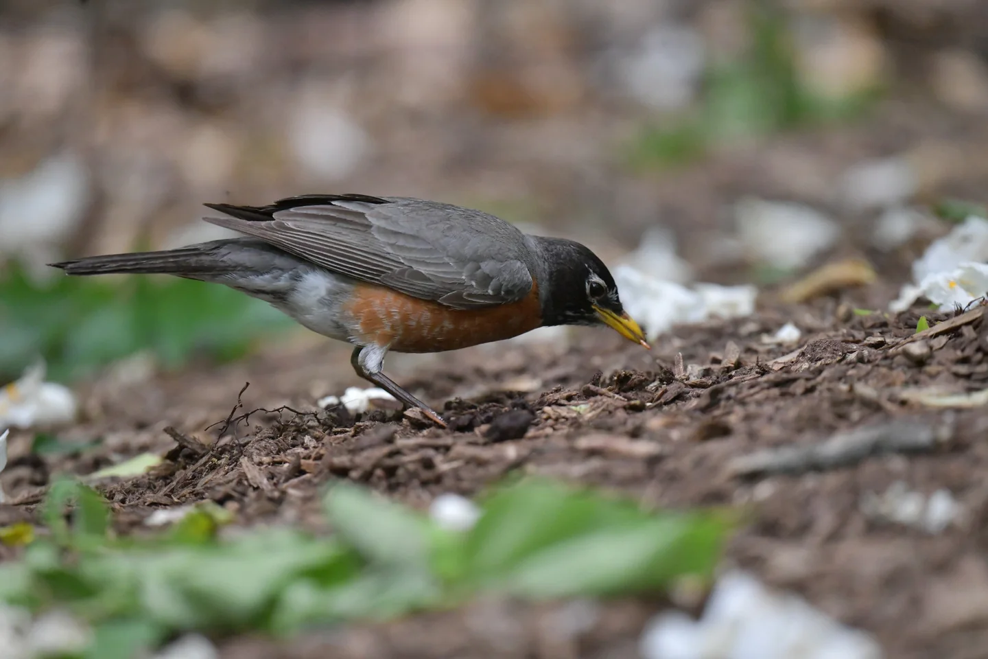 An American robin searching the forest floor. Photograph by Reed Cameron Osaki.