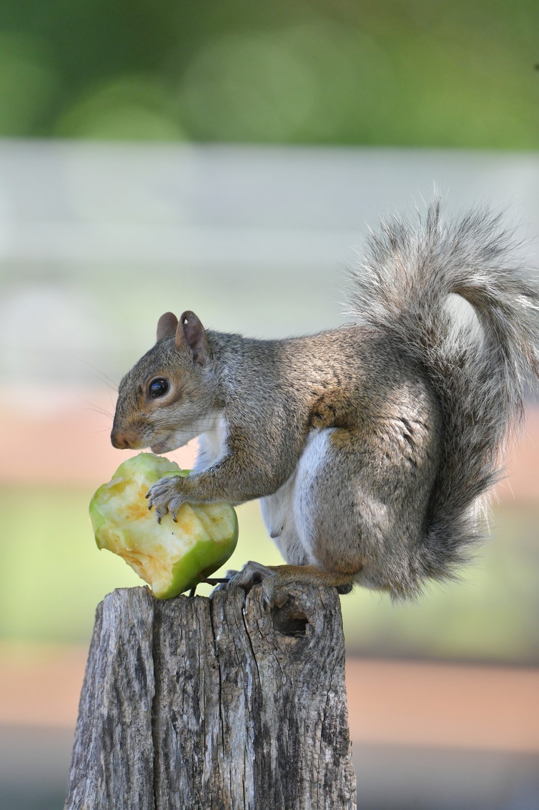 Eastern Gray Squirrel