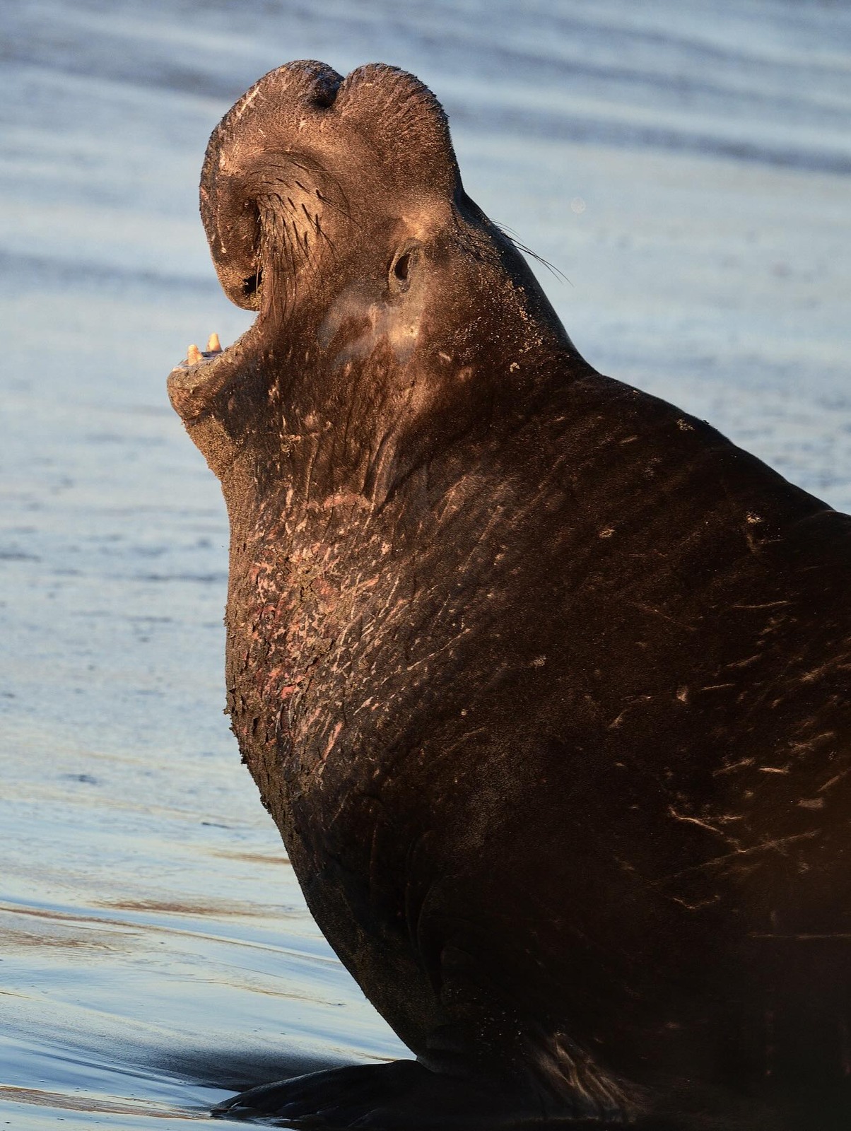 Northern Elephant Seal
