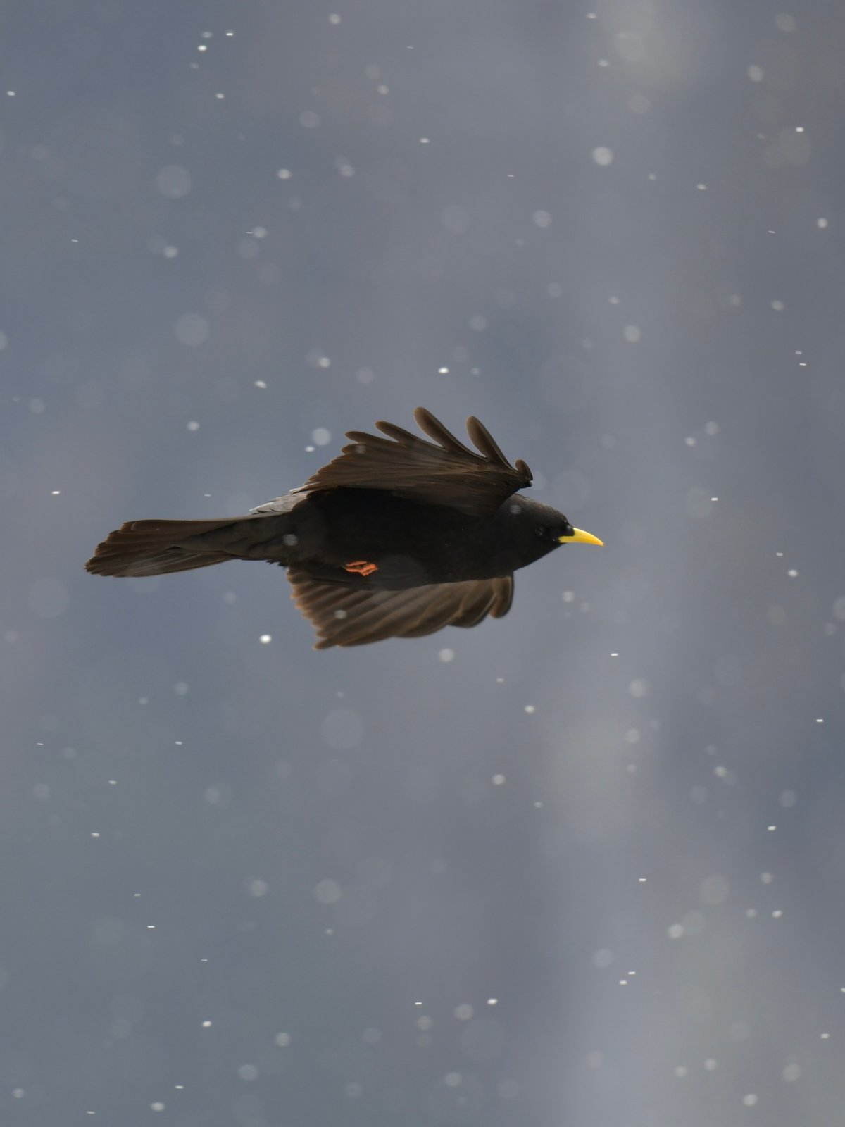 Alpine Chough