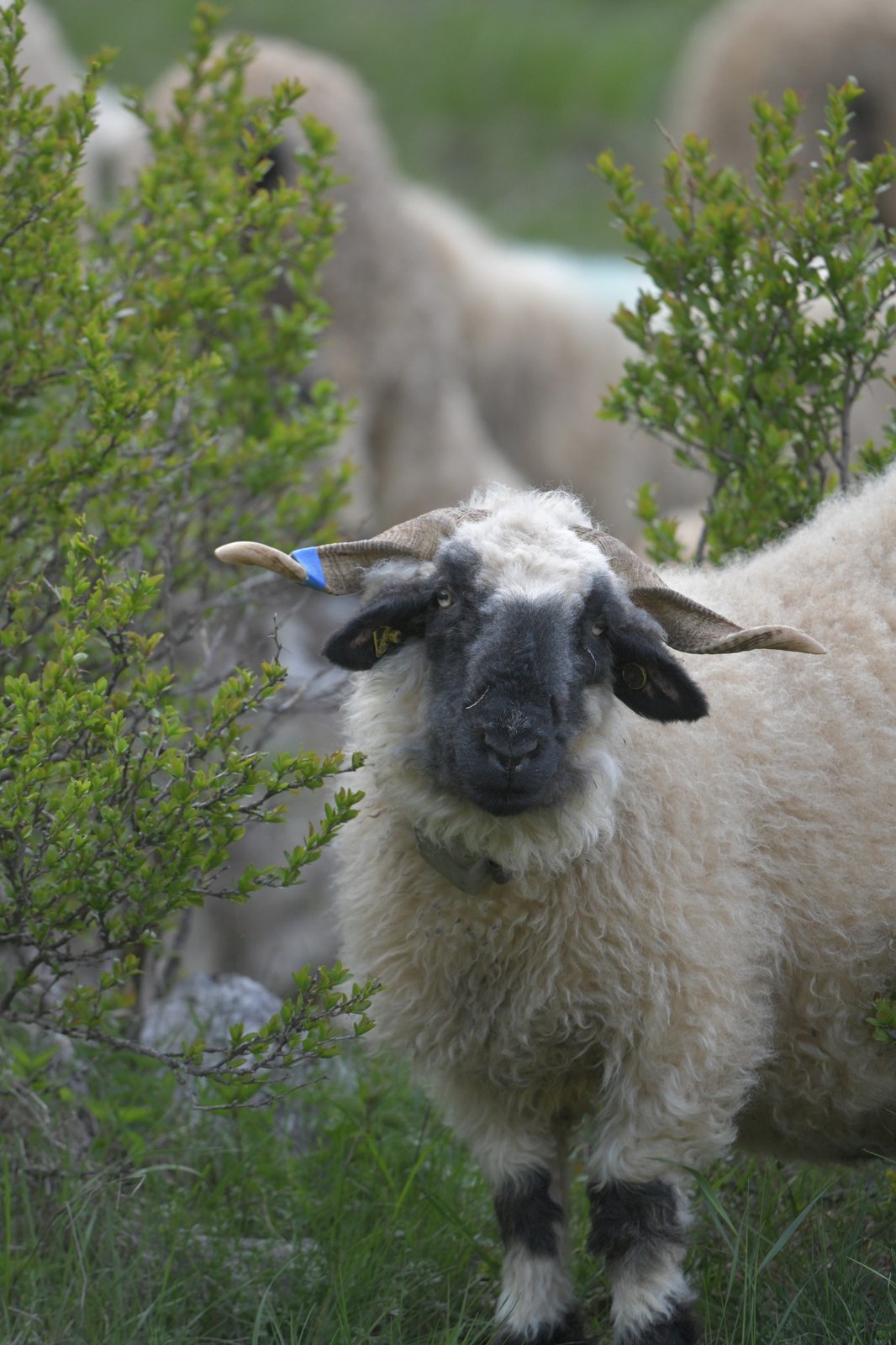 Valais Blacknose Sheep