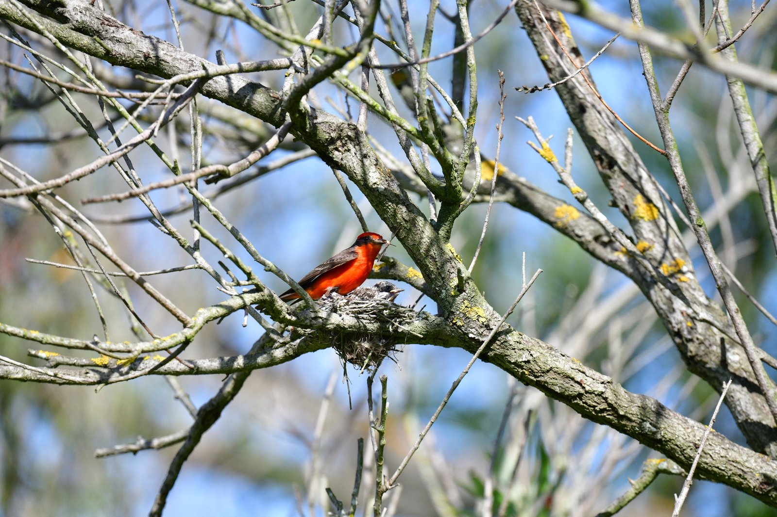 Vermilion Flycatcher holding an insect above a chick in a nest among branches.