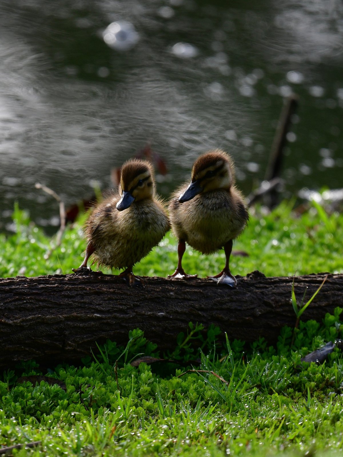 Mallard Duckling