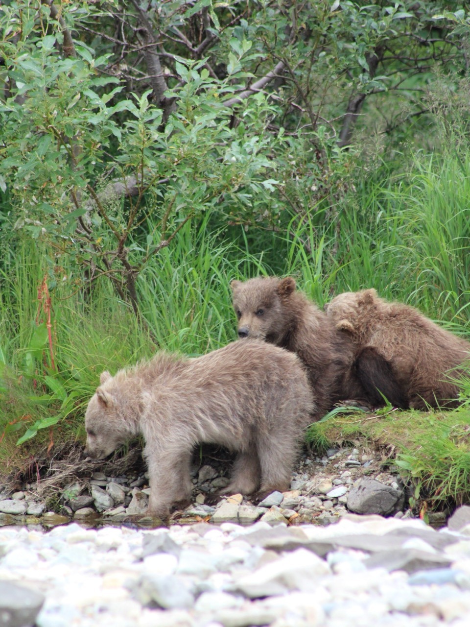 Brown Bear cubs gathered along a rocky riverbank.