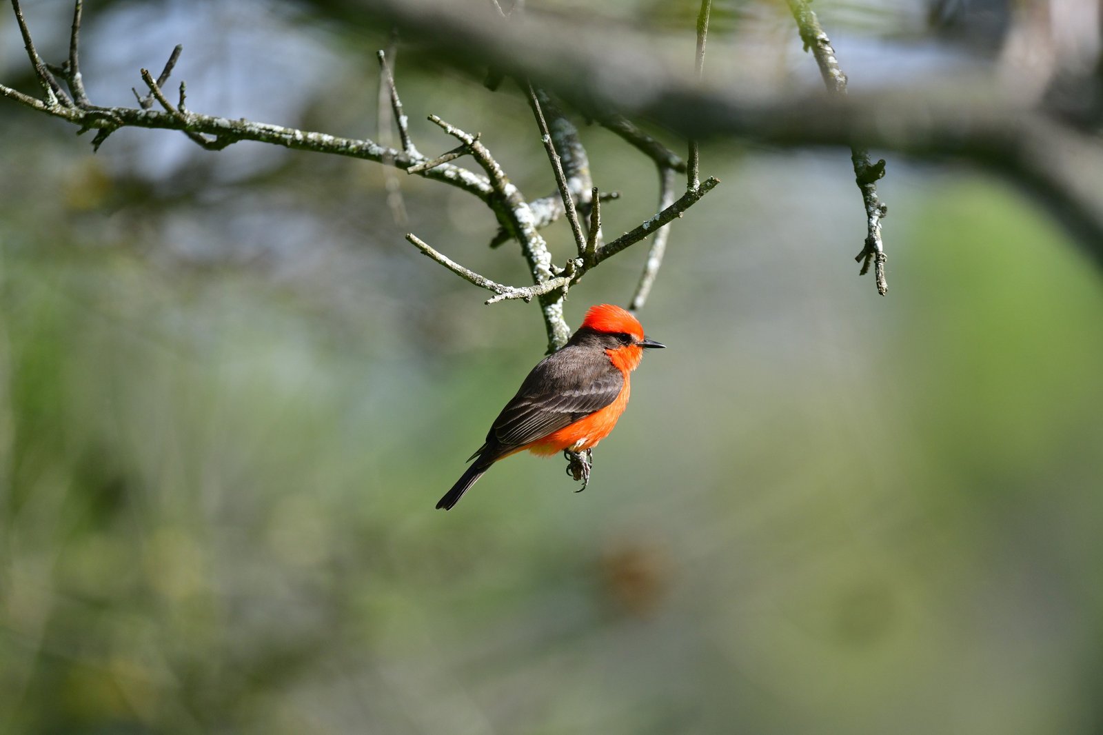 Vermilion Flycatcher perched on a slender twig against a soft green background.