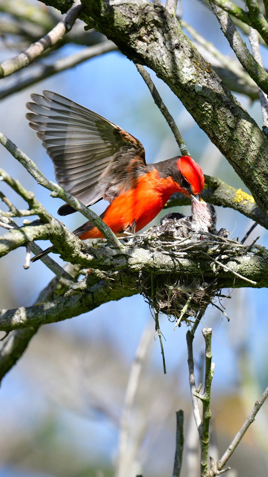 Vermilion Flycatcher feeding a chick with one wing raised, in a vertical frame of interlaced branches.