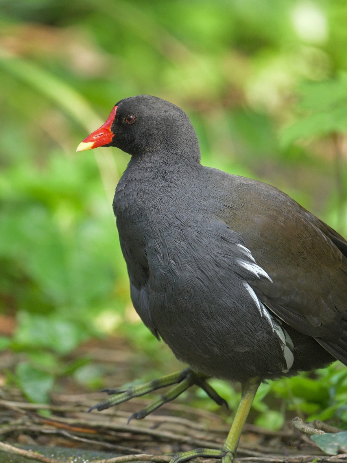 Common Moorhen