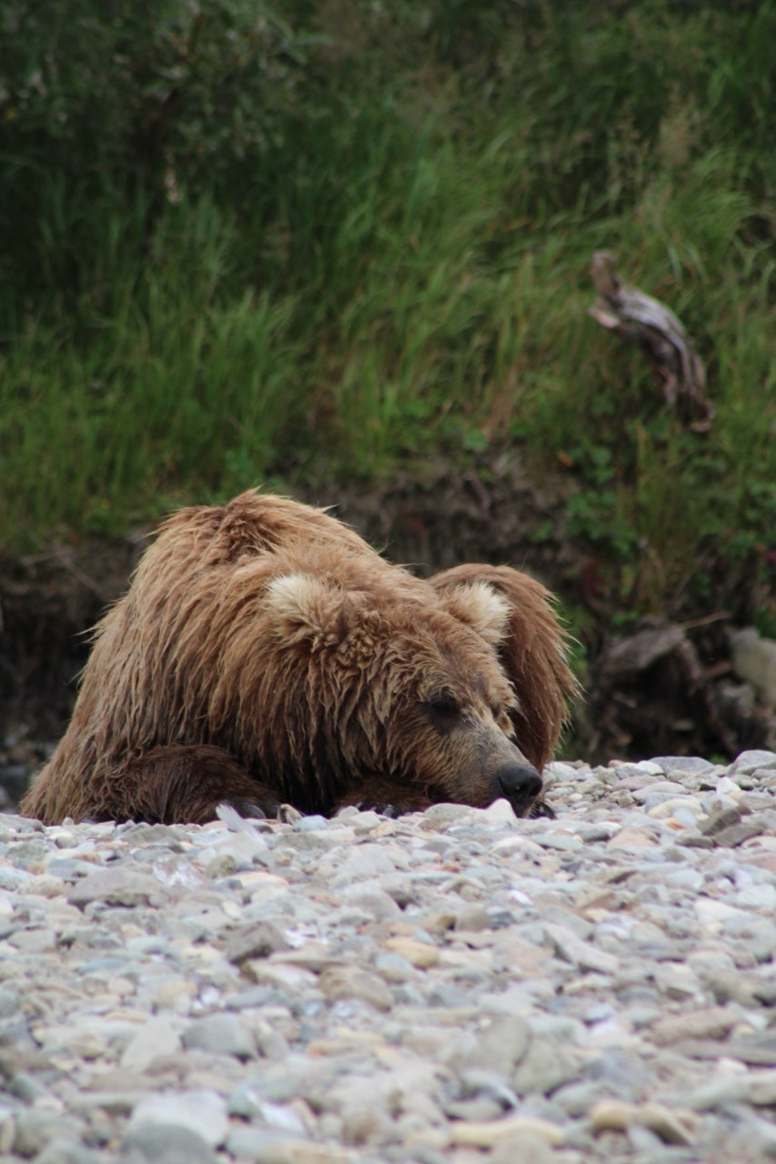 A Brown Bear resting its head on a stony riverbank.