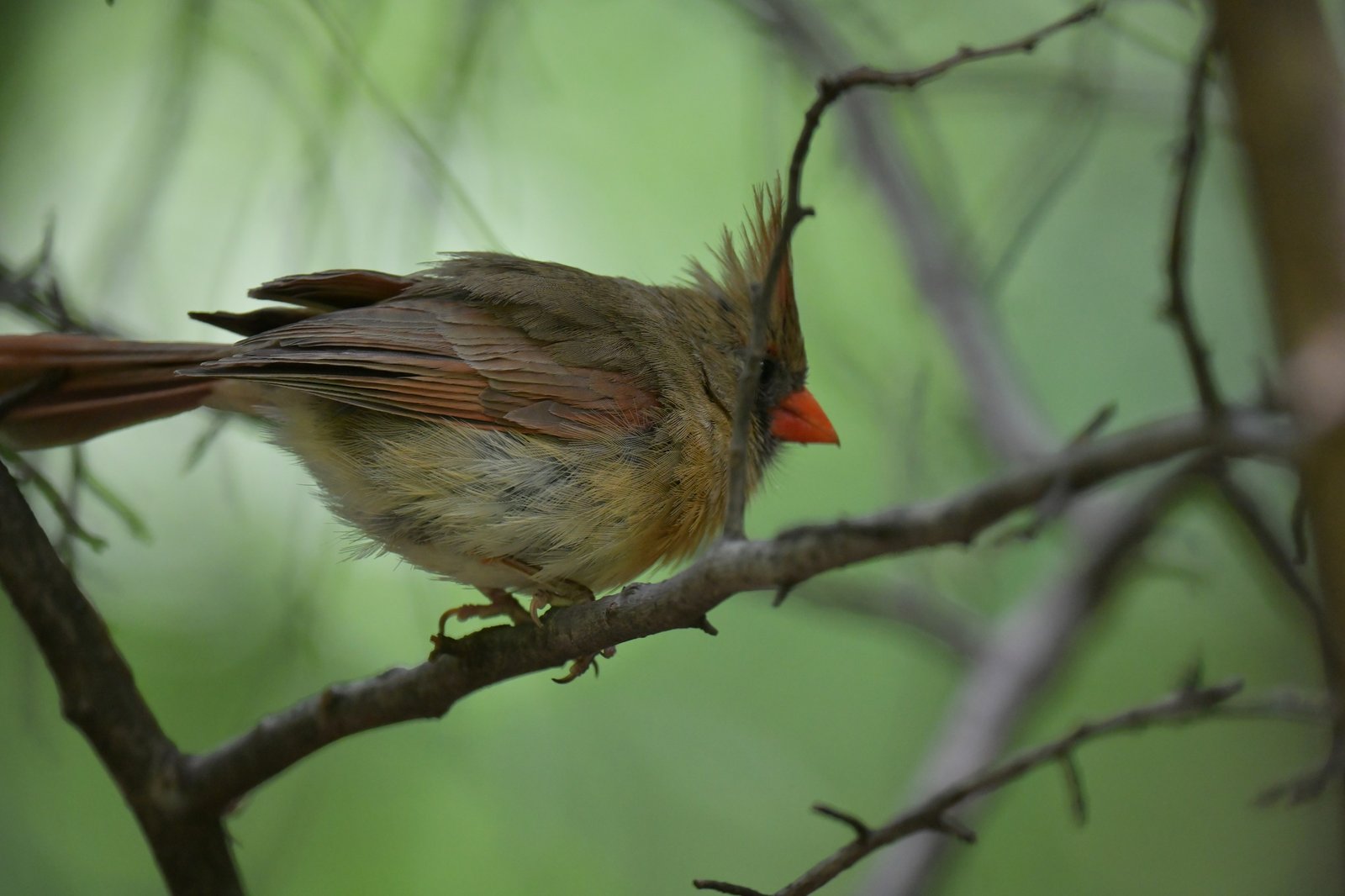 Northern Cardinal