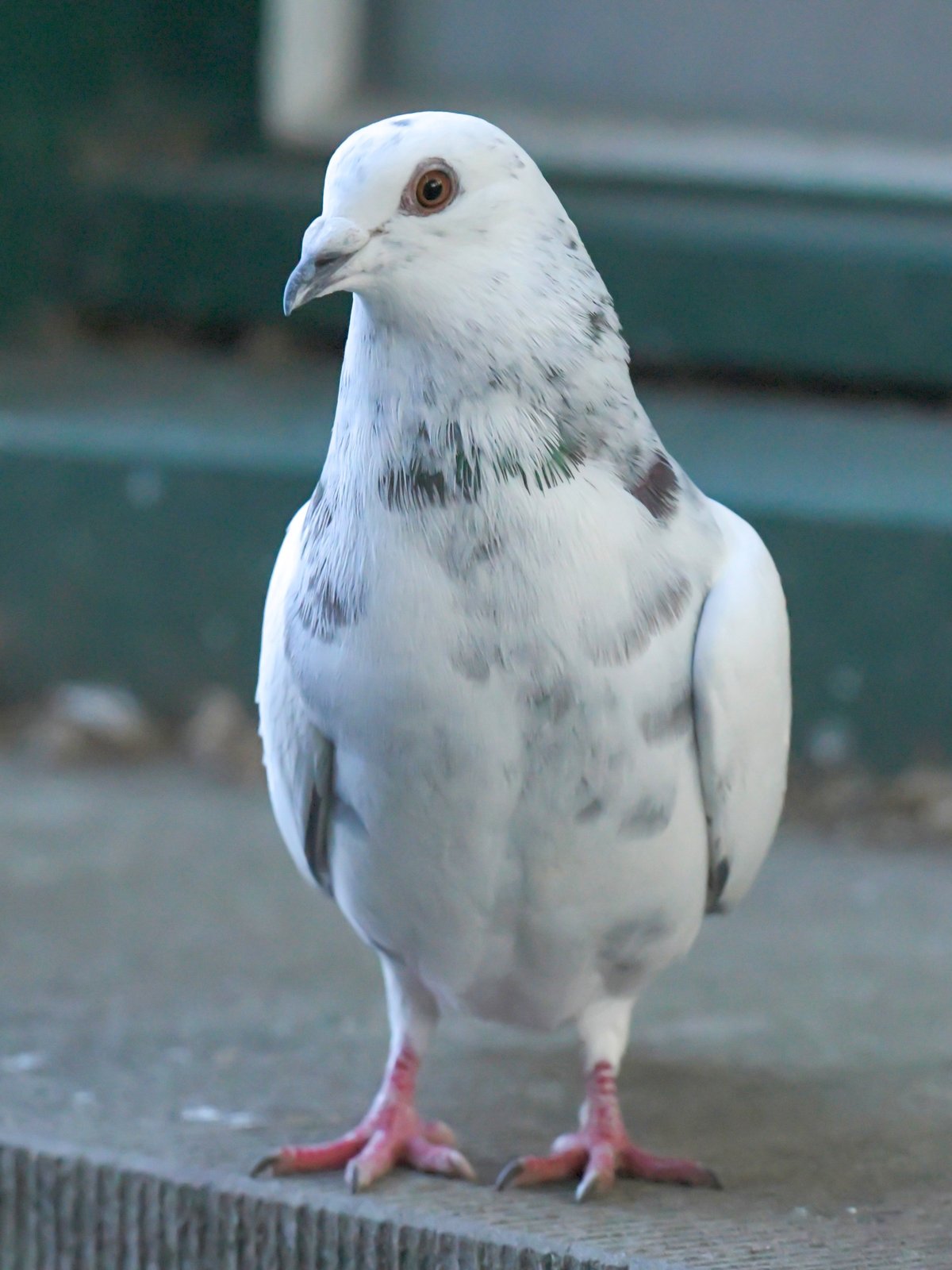 Rock Pigeon