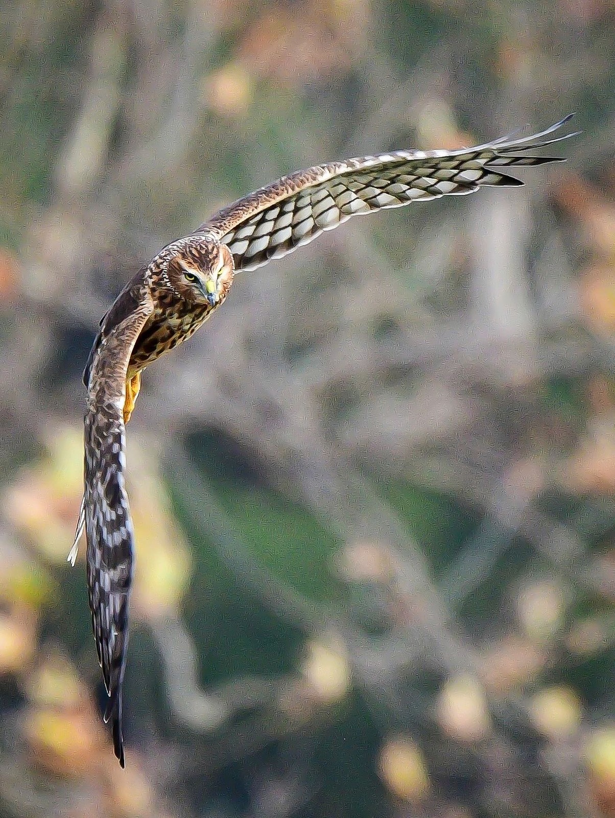 Northern Harrier