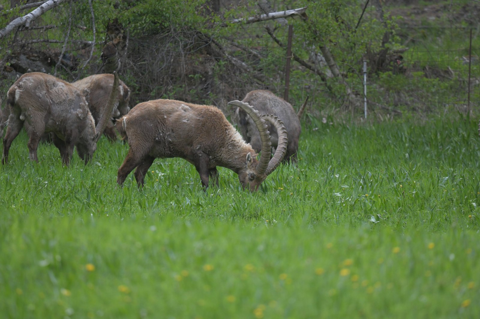 Alpine Ibex
