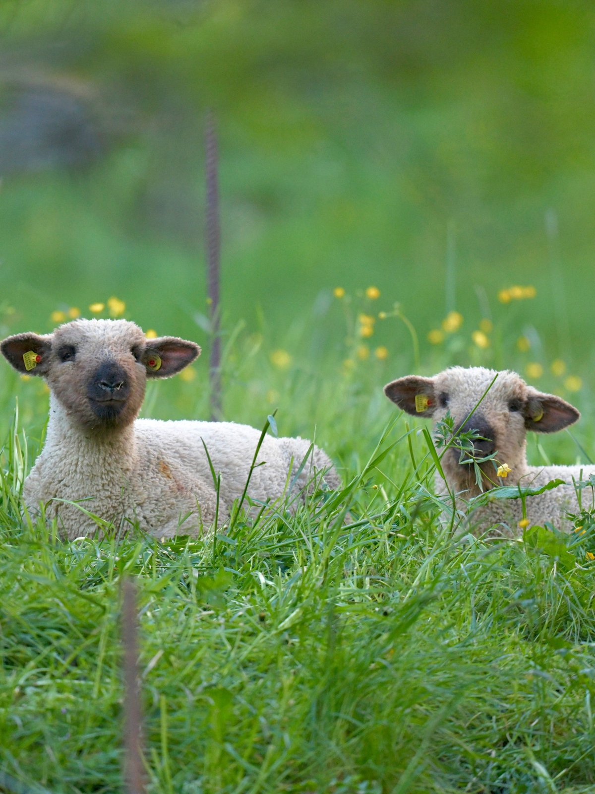 Domestic Sheep Lamb