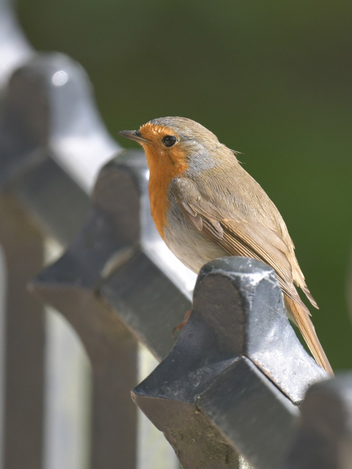 European Robin