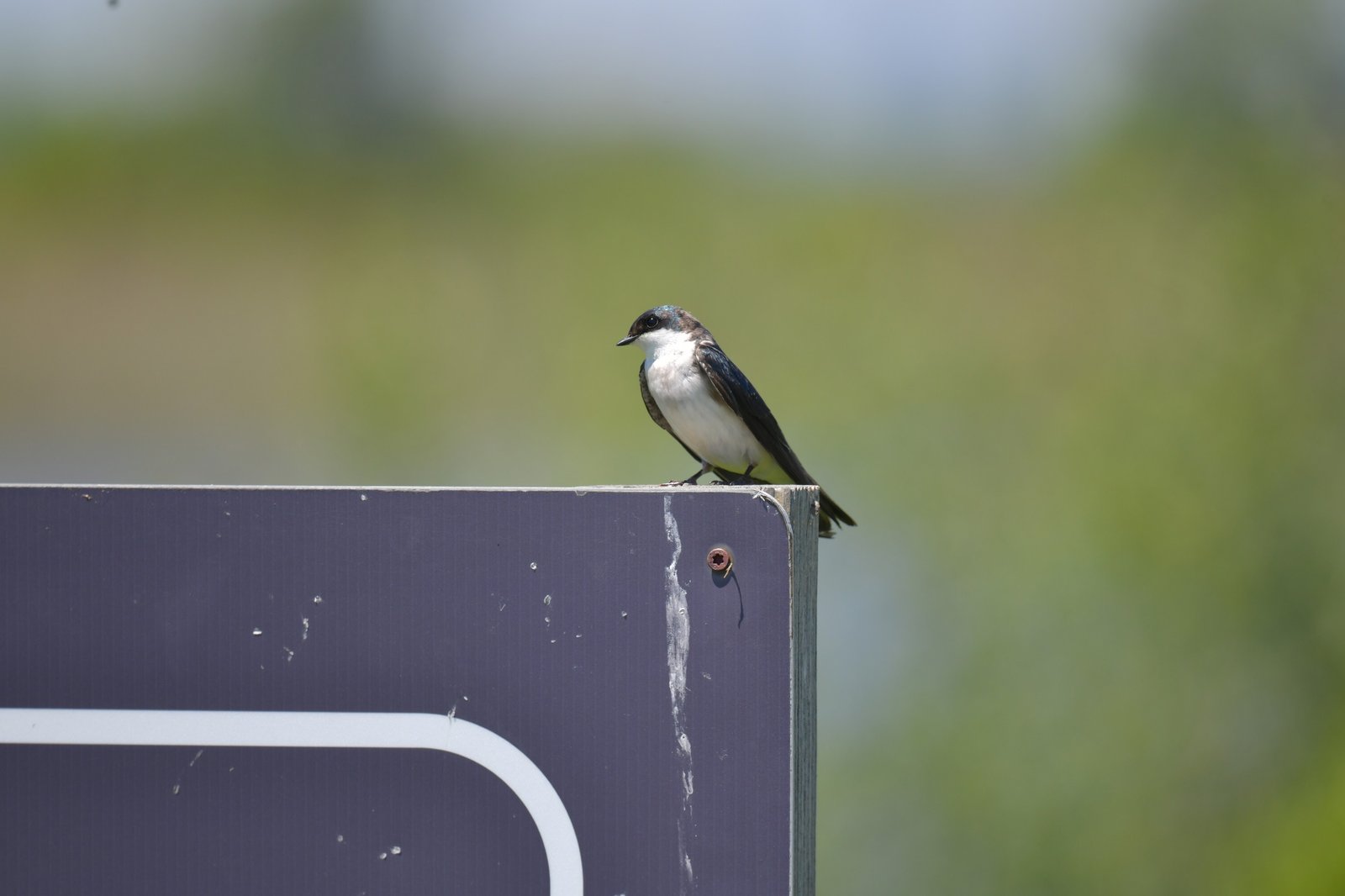 Tree Swallow