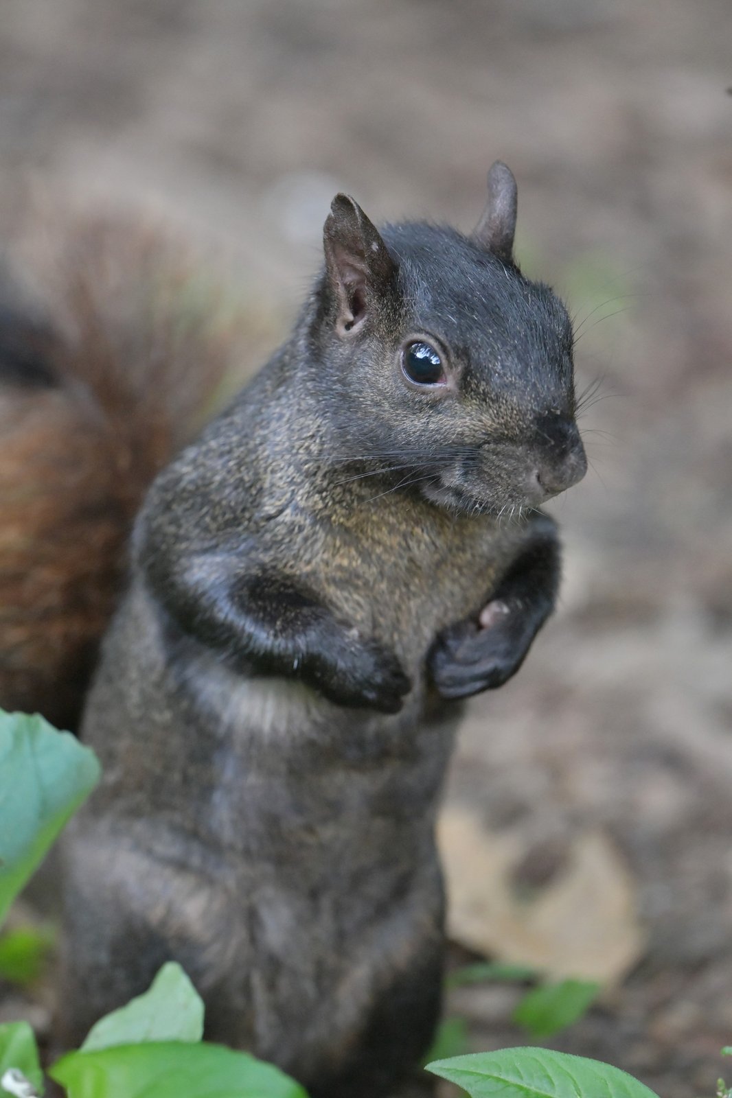 Eastern Gray Squirrel