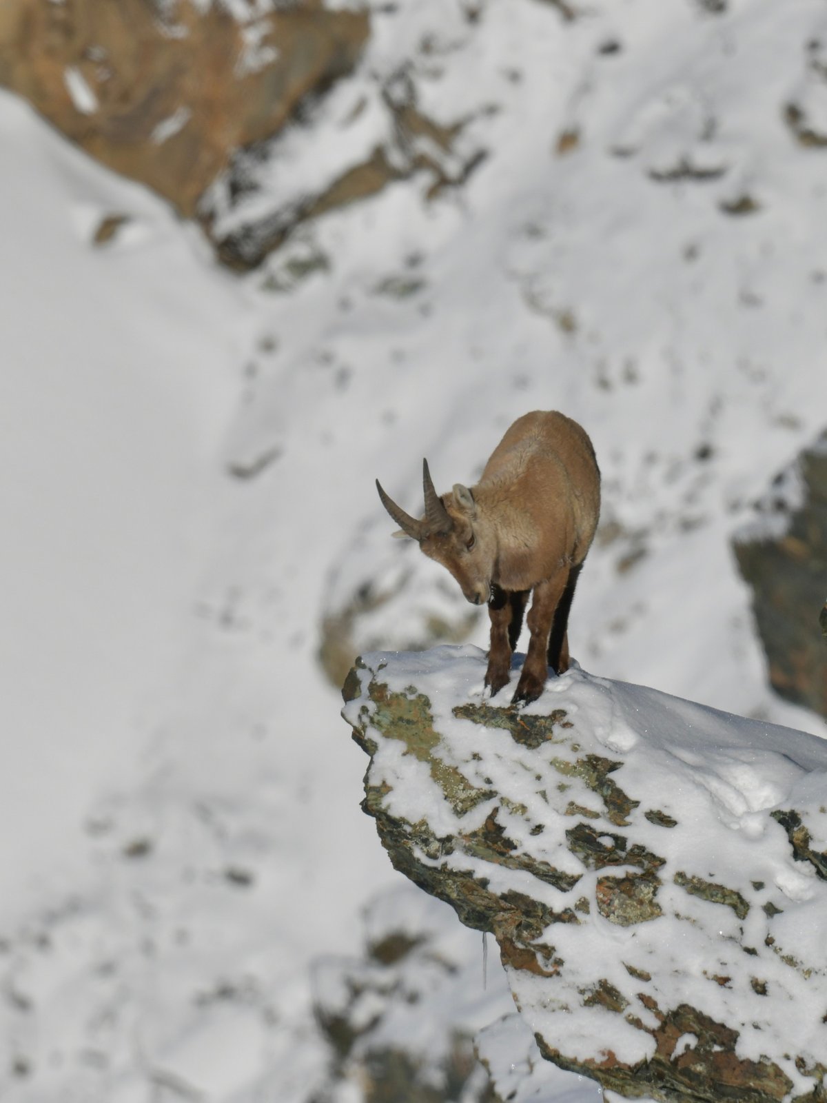 Alpine Ibex