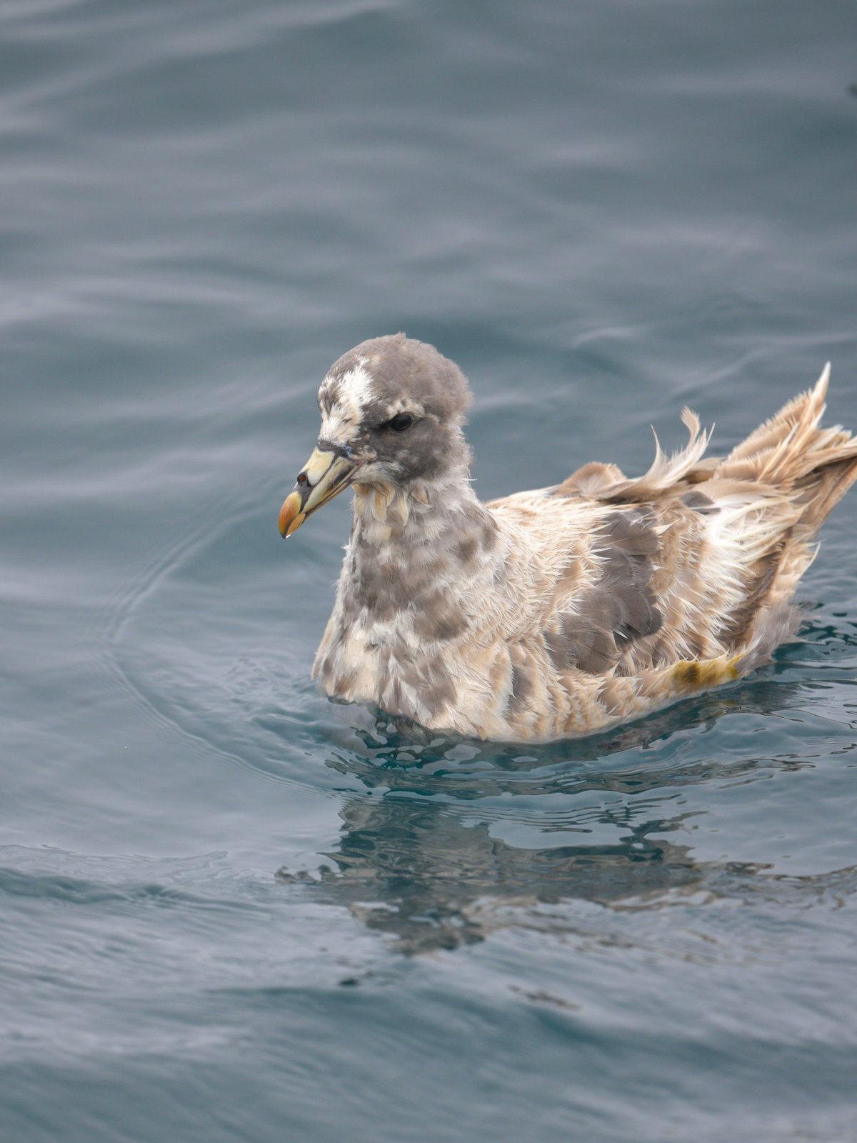 Northern Fulmar