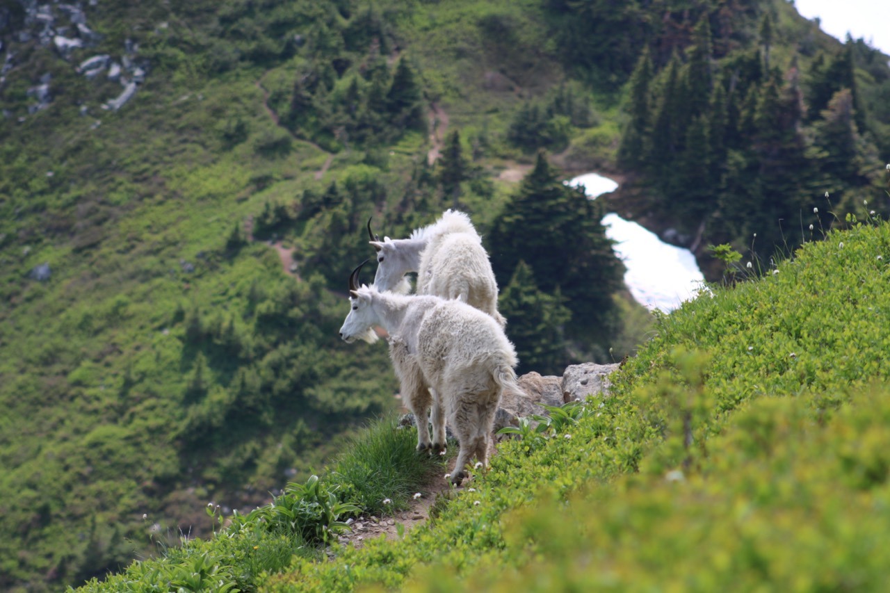 Two Mountain Goats standing on a narrow trail across a green alpine slope.