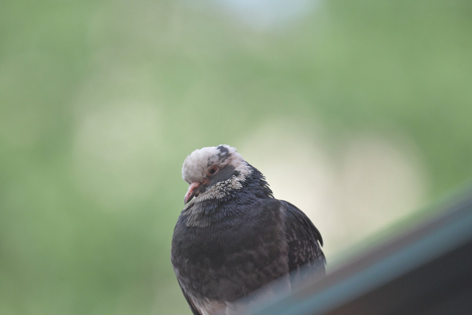 Rock Pigeon