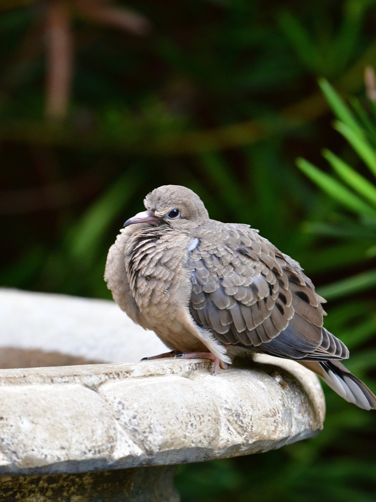 Mourning Dove