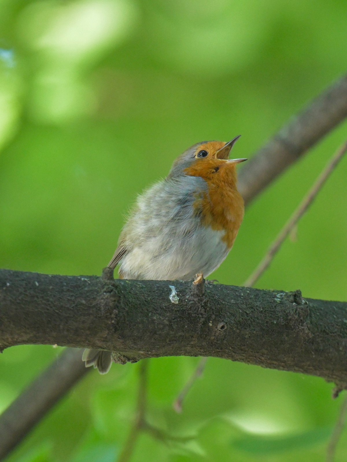 European Robin