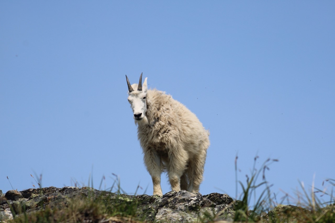 A Mountain Goat standing on a rocky ridge against a clear blue sky.