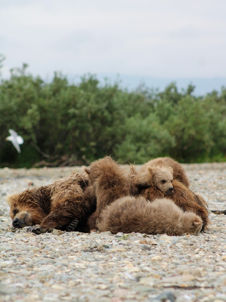 A Brown Bear resting on a rocky shore with cubs nestled against it.