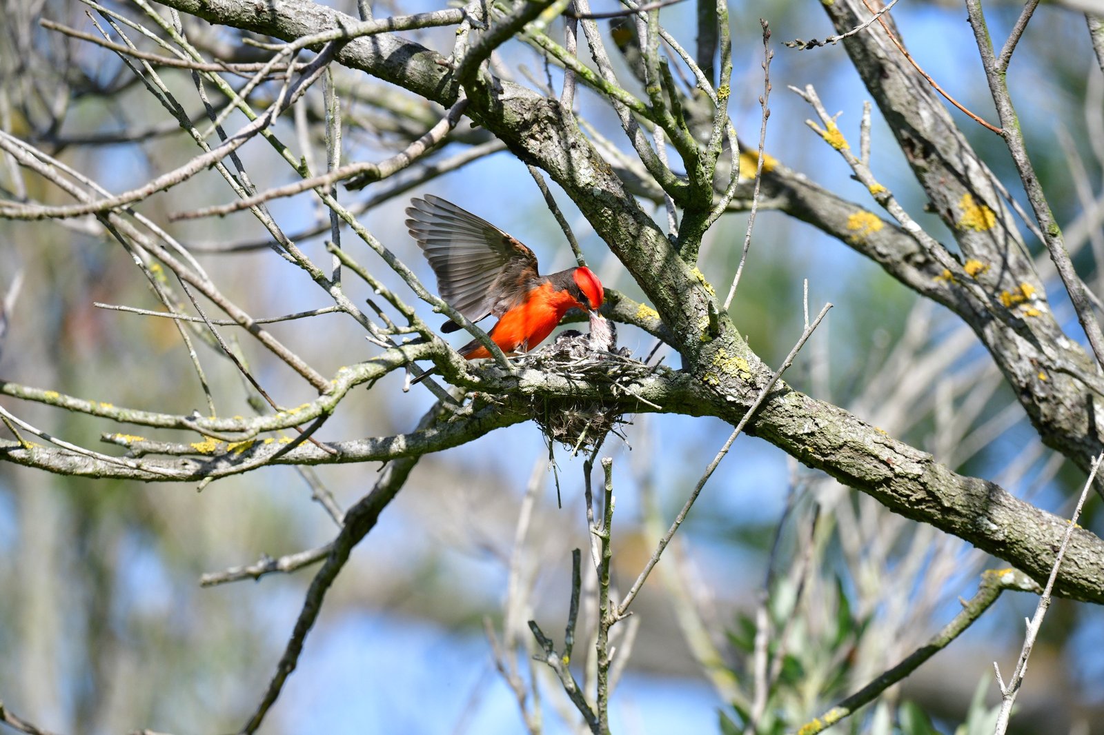 Vermilion Flycatcher with one wing raised, its beak meeting a chick's open beak at the nest.