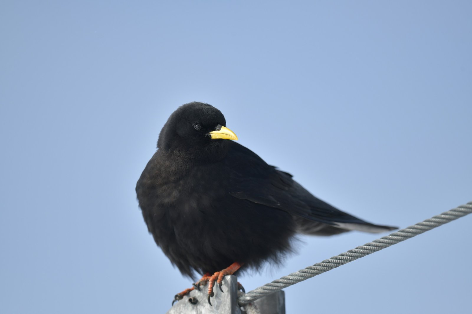 Alpine Chough