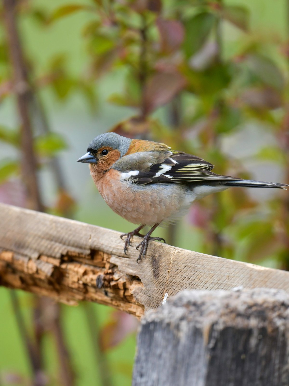 Common Chaffinch