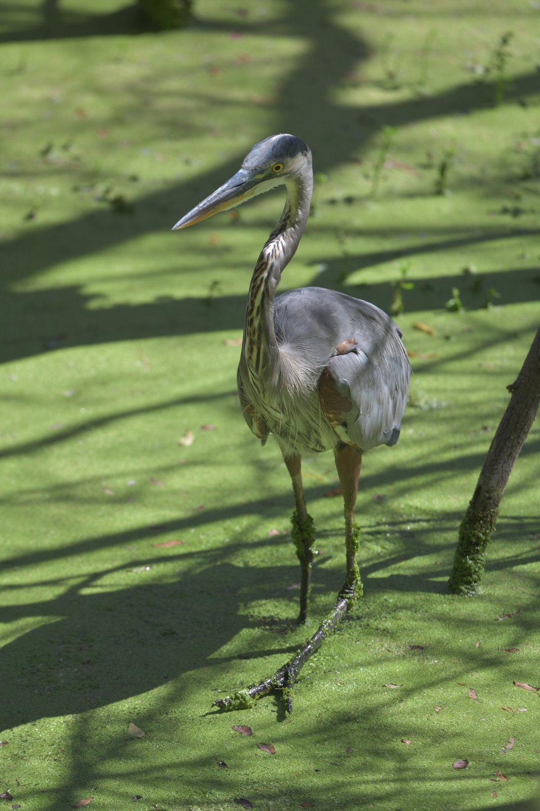 Great Blue Heron