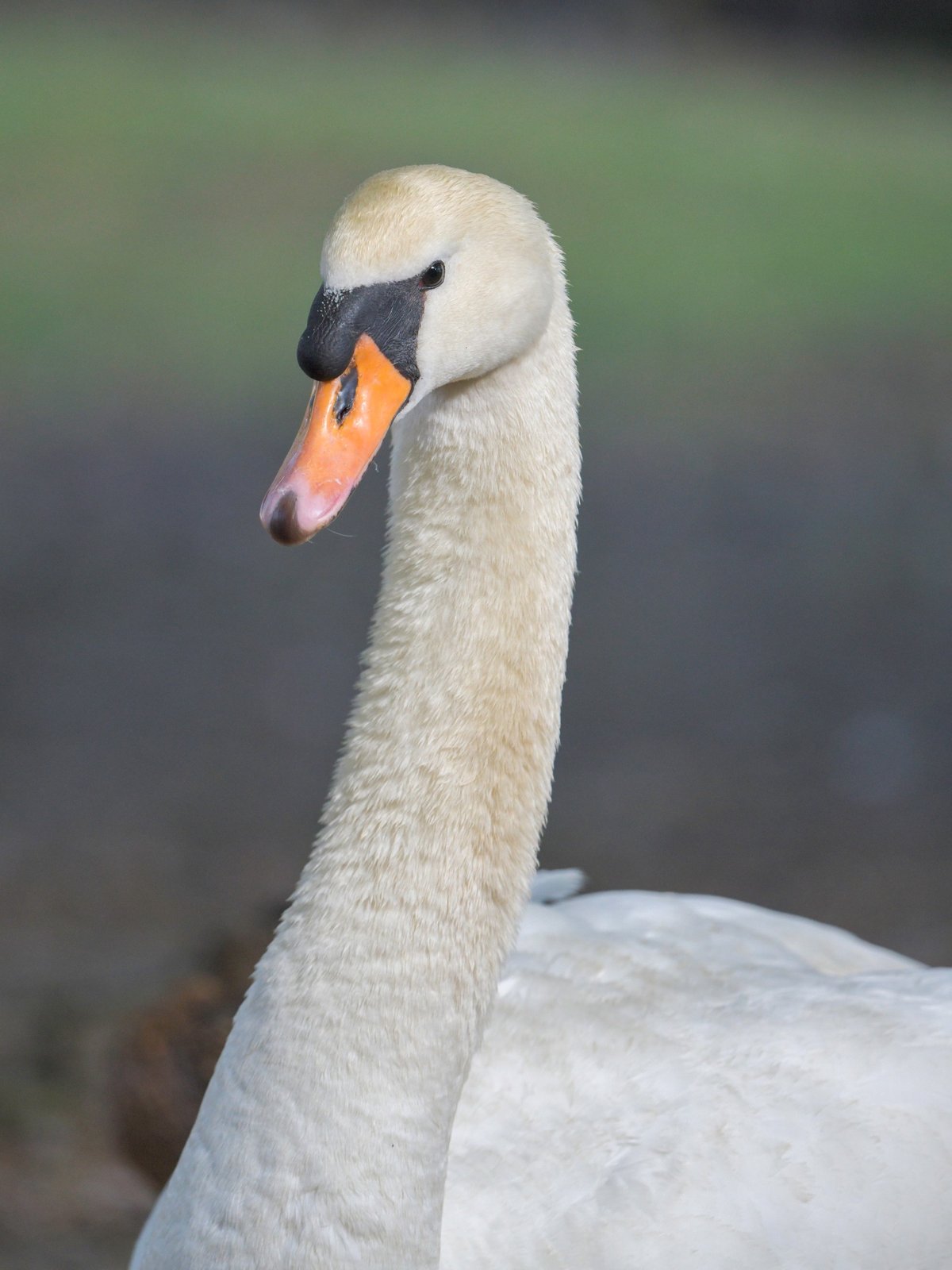Mute Swan