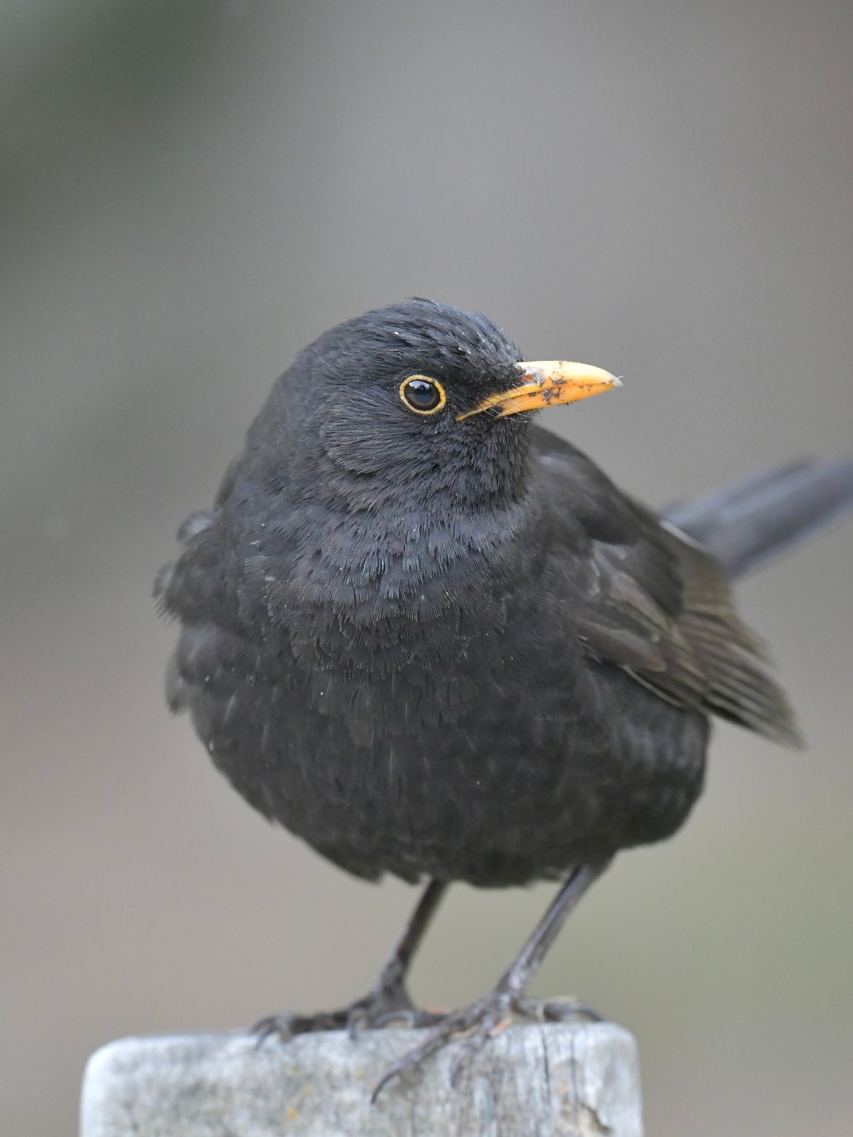 Common Blackbird