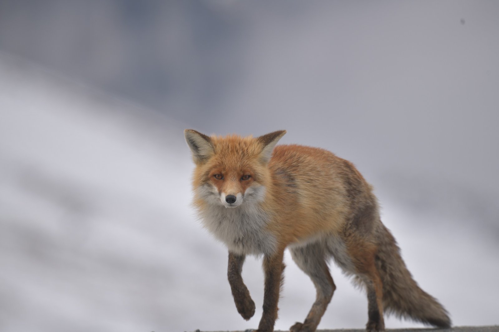 Red Fox looking toward the camera with one front paw lifted against a pale background.