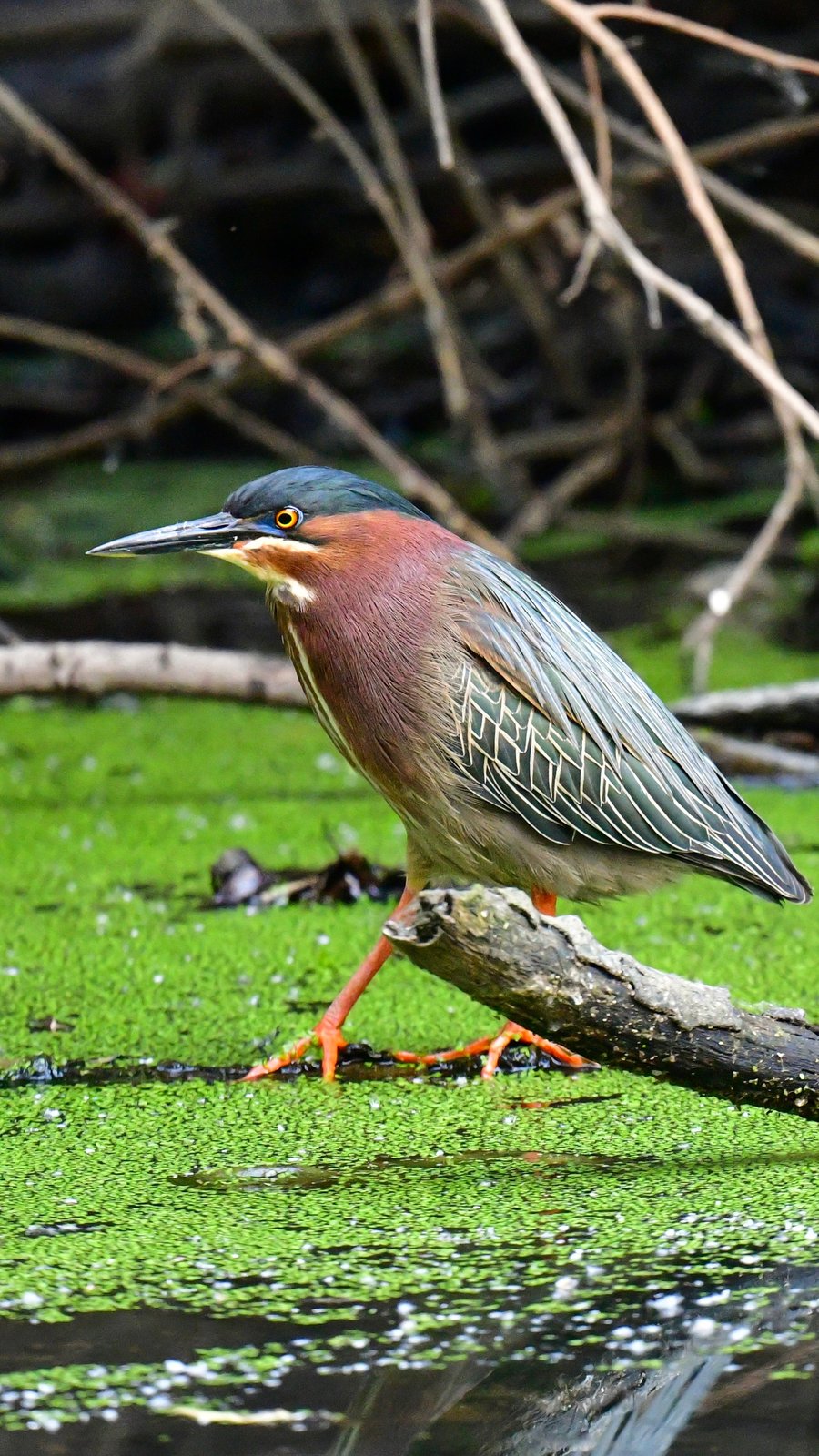Green Heron