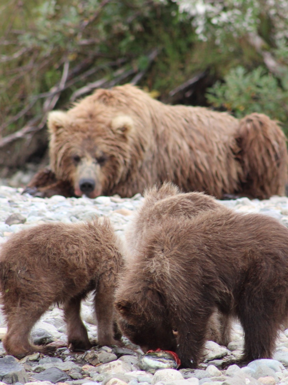 Brown Bear cubs feeding on a fish while an adult rests behind them.