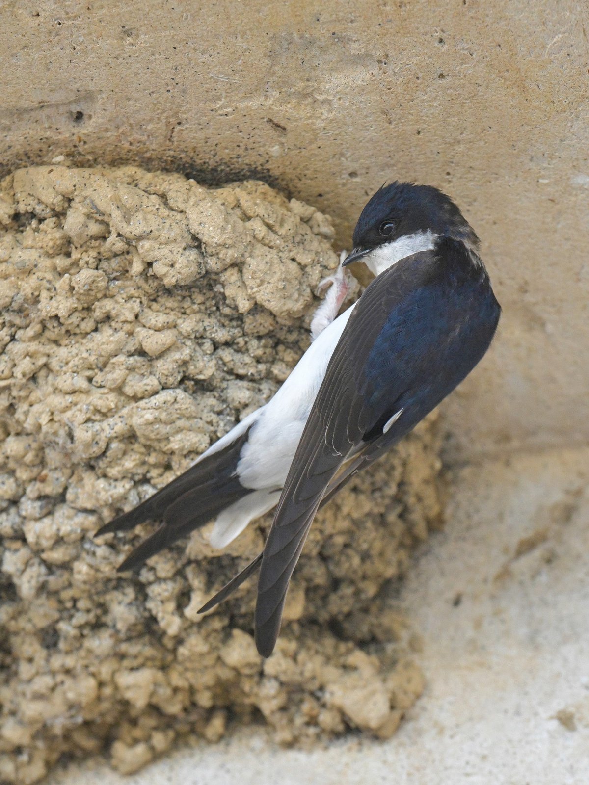House Martin