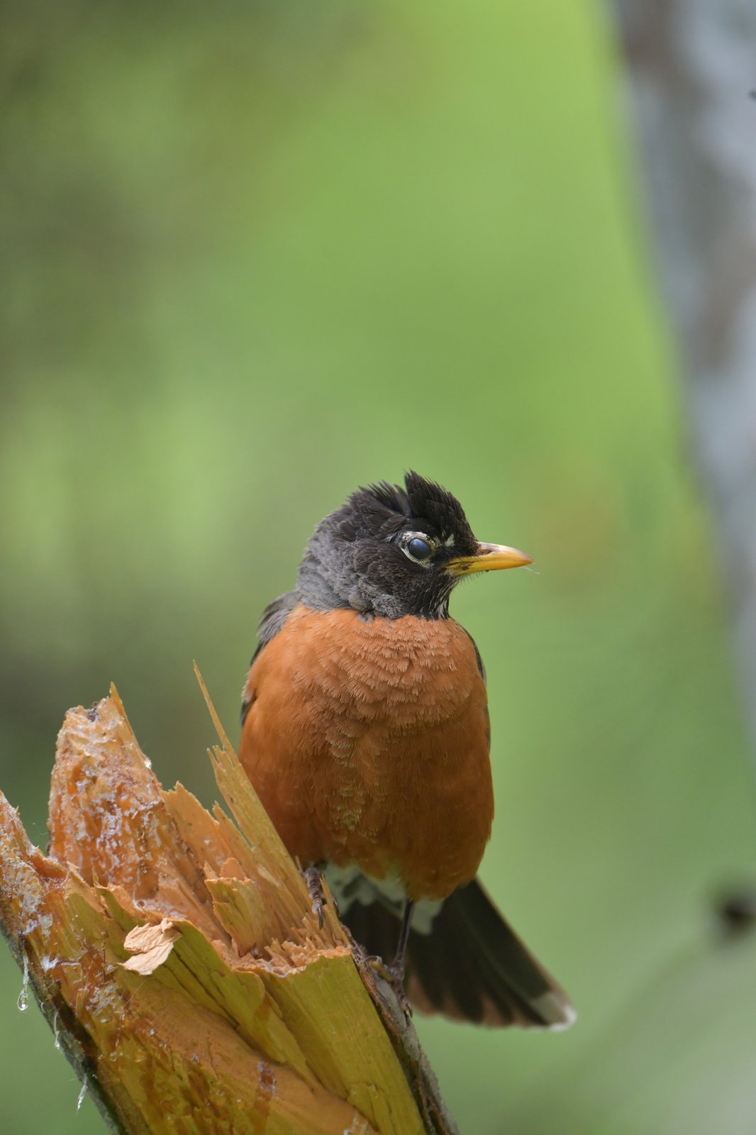 American Robin