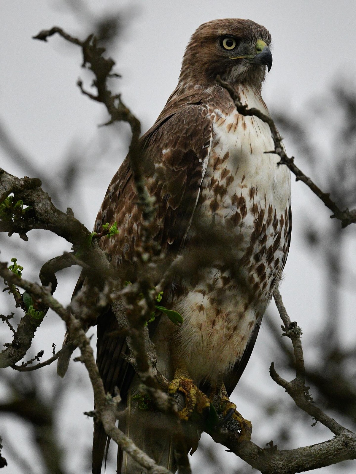 Red-tailed Hawk