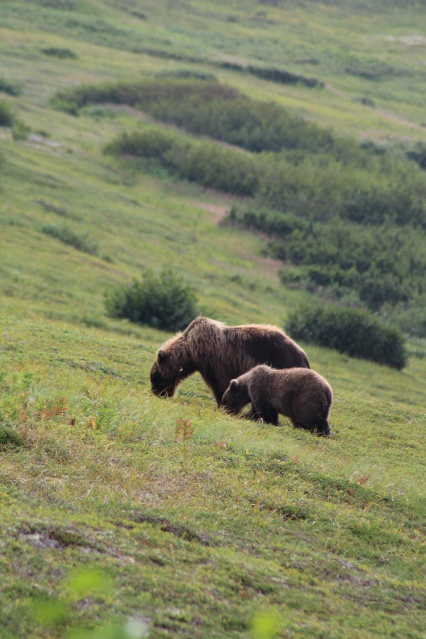 A Brown Bear and cub grazing together on a green hillside.